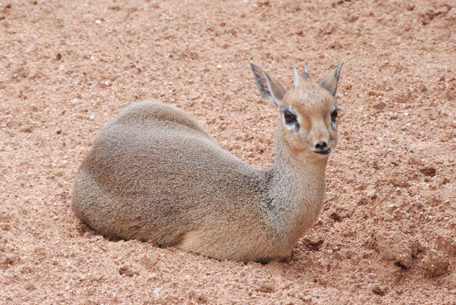 Kirk's Dik-Dik at Bioparc Valencia, 28/05/11