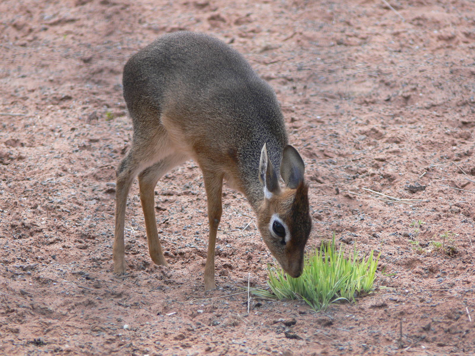 Kirk's Dik Dik at Chester Zoo, 06/07/13