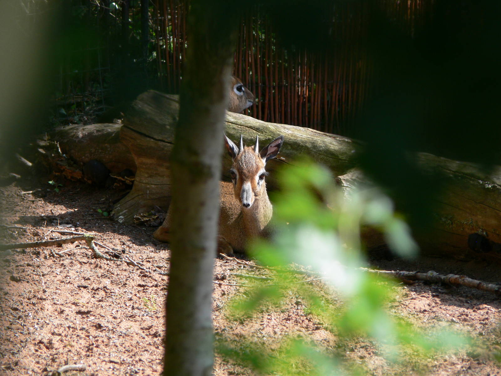 Kirk's Dik Dik at Chester Zoo, 06/07/13