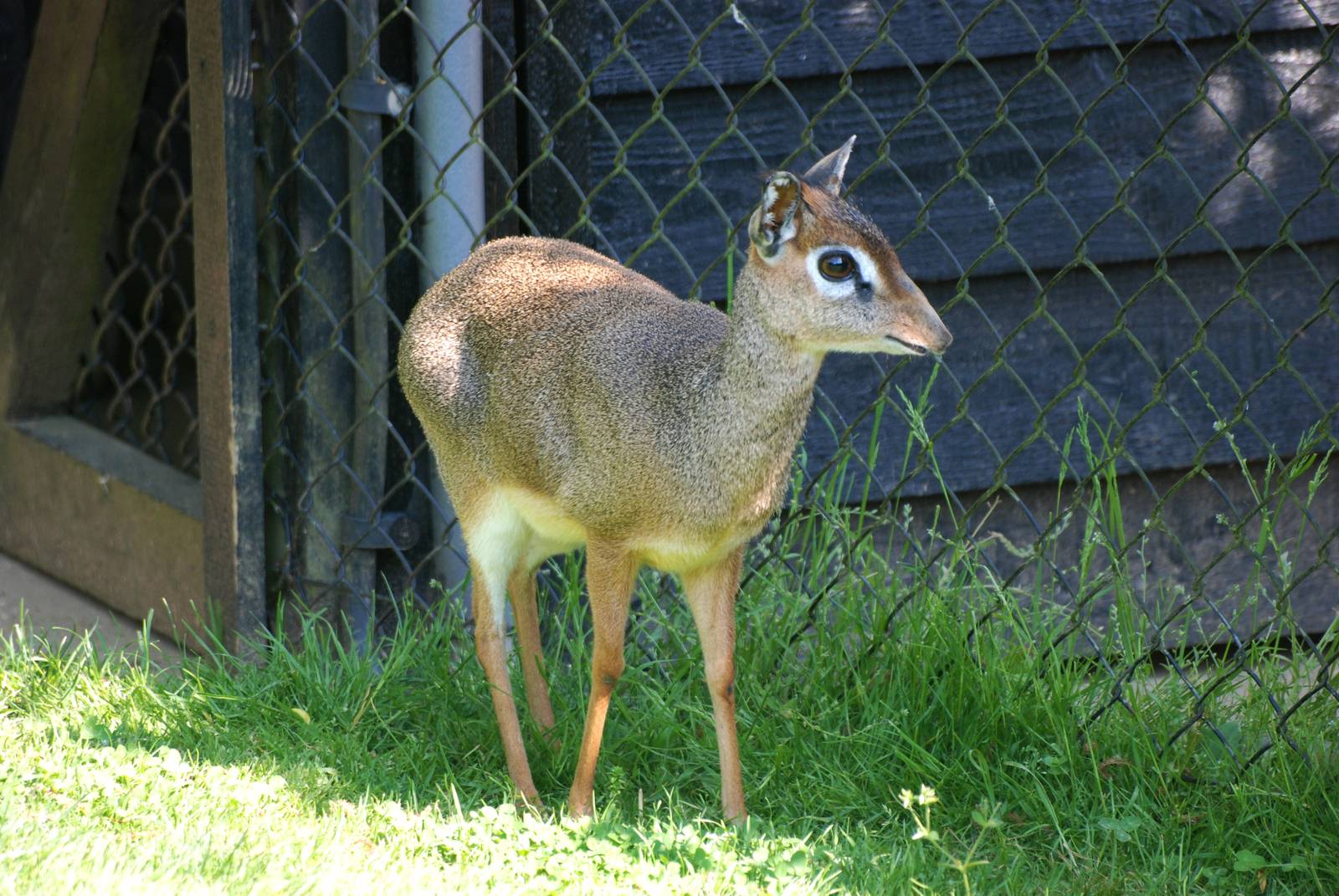 Kirk's Dik-Dik at Colchester, 28/05/12