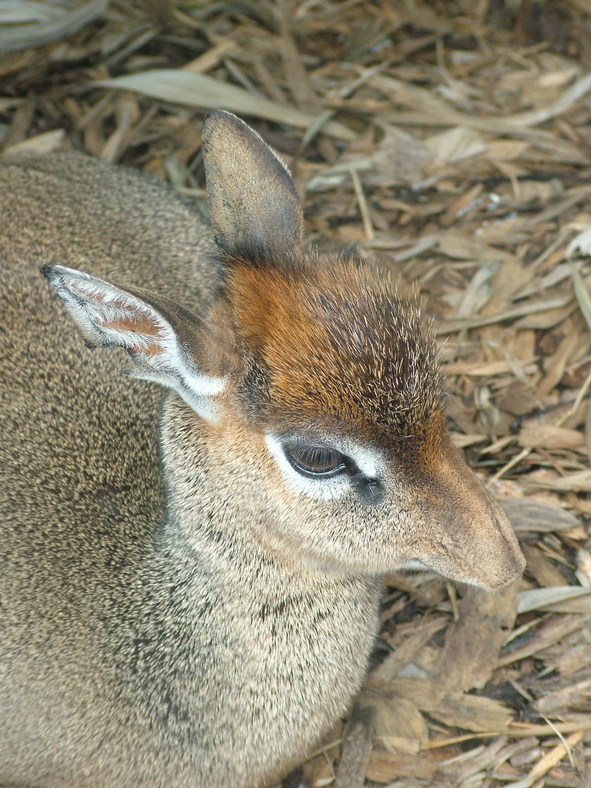 Kirk's Dik-Dik at Colchester, 28/08/10
