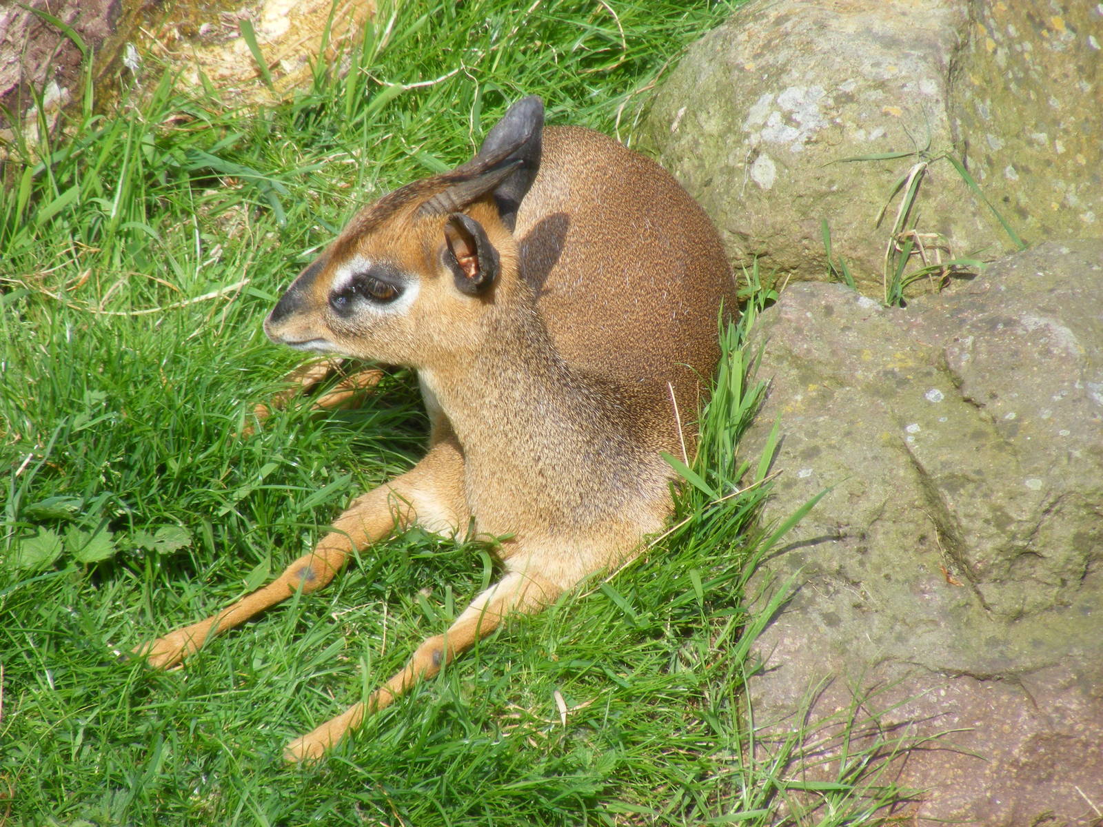 Kirk's dik-dik at Edinburgh Zoo, 21 May 2010