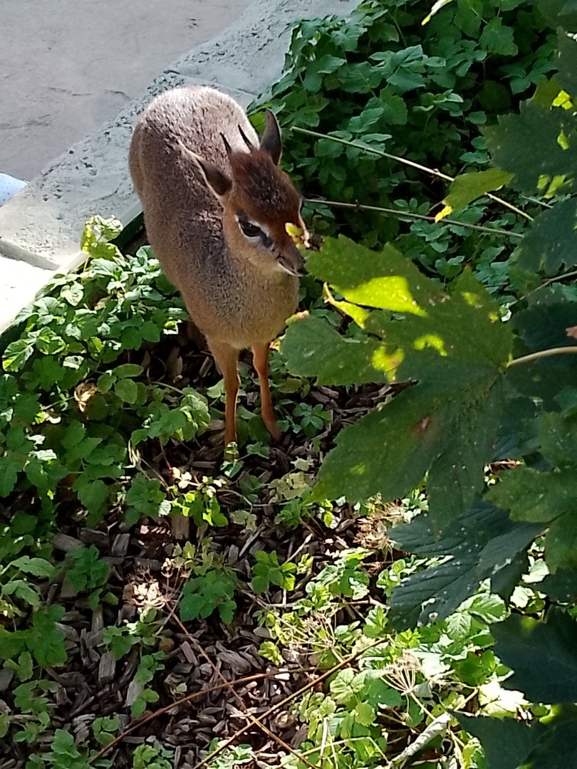 Kirk's dik dik at Longleat- 26.08.23