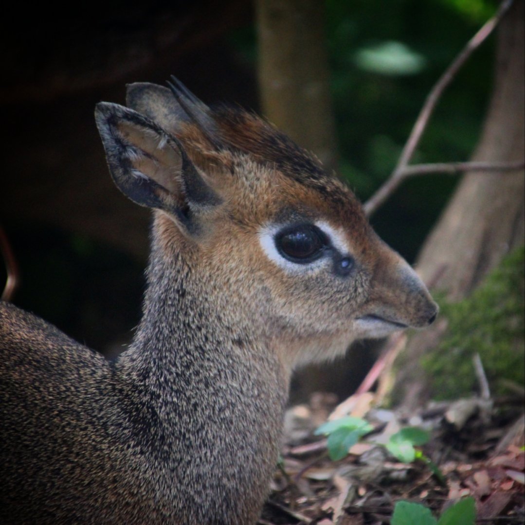 Kirk's Dik-dik at Longleat