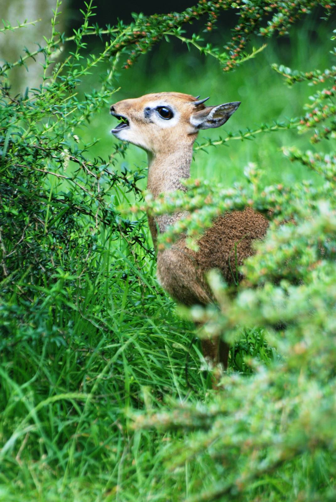 Kirk's Dik-Dik at Twycross, 01/07/12