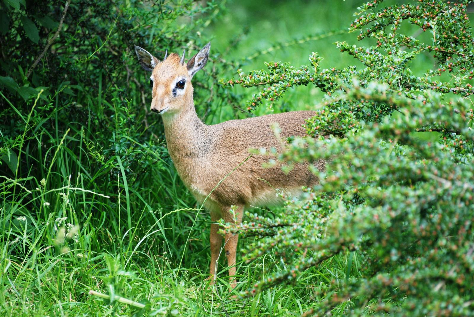 Kirk's Dik-Dik at Twycross, 01/07/12