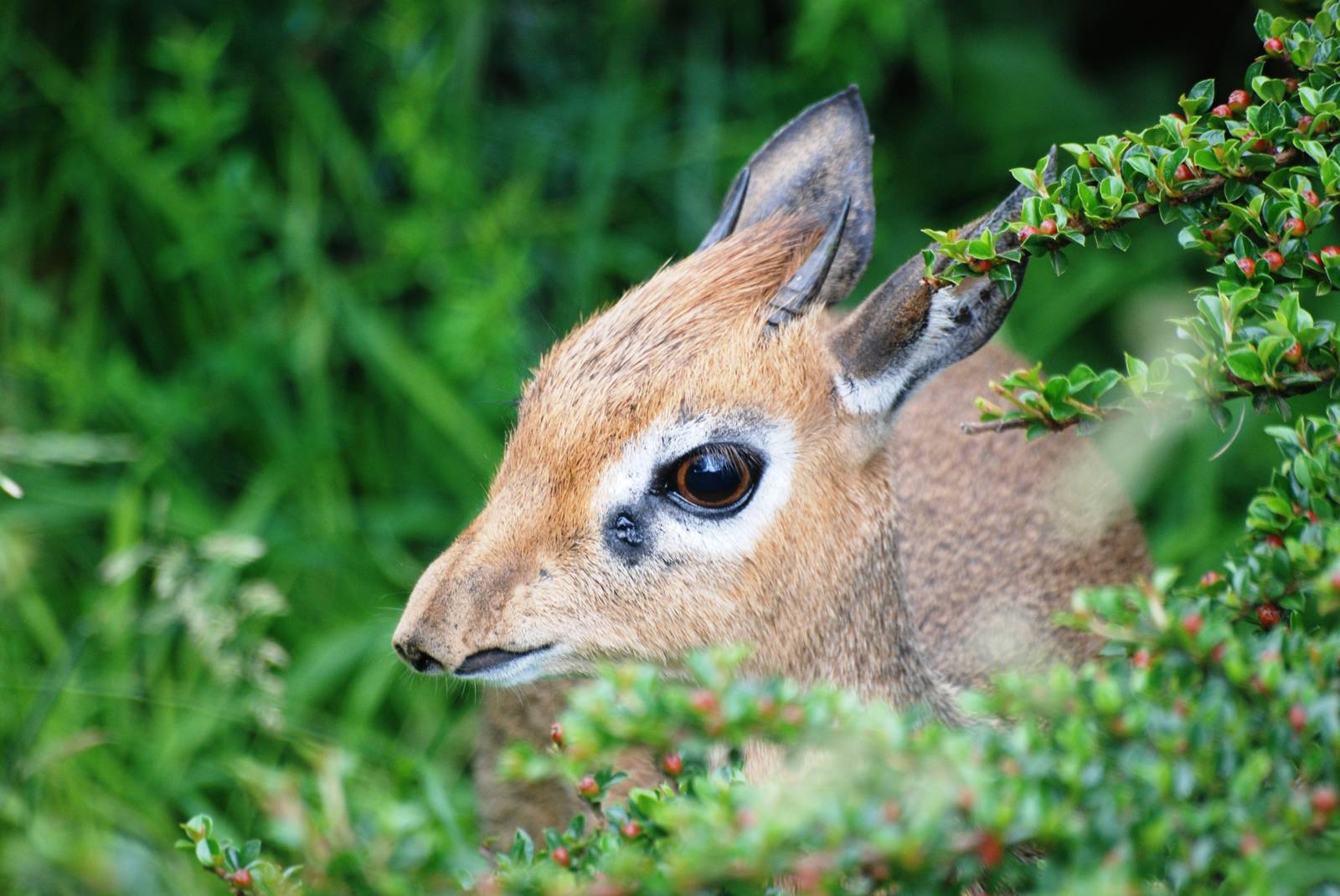 Kirk's Dik-Dik at Twycross, 01/07/12