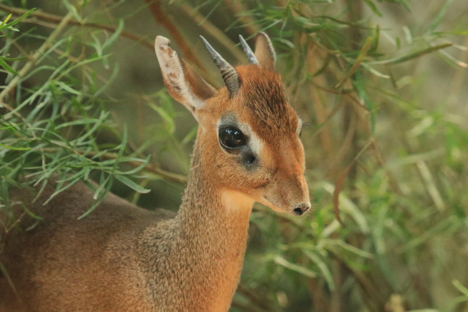 Kirk's dik-dik (August 2020)