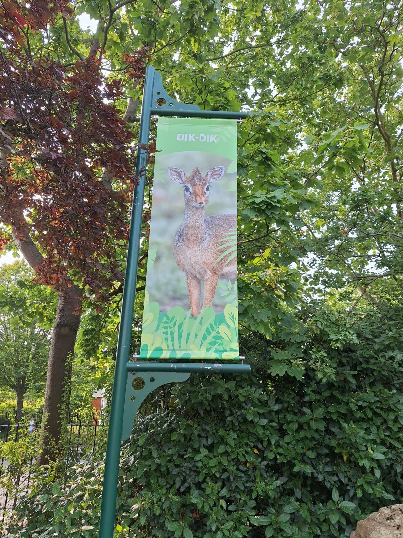 Kirk's Dik Dik banner- 19th August 2024