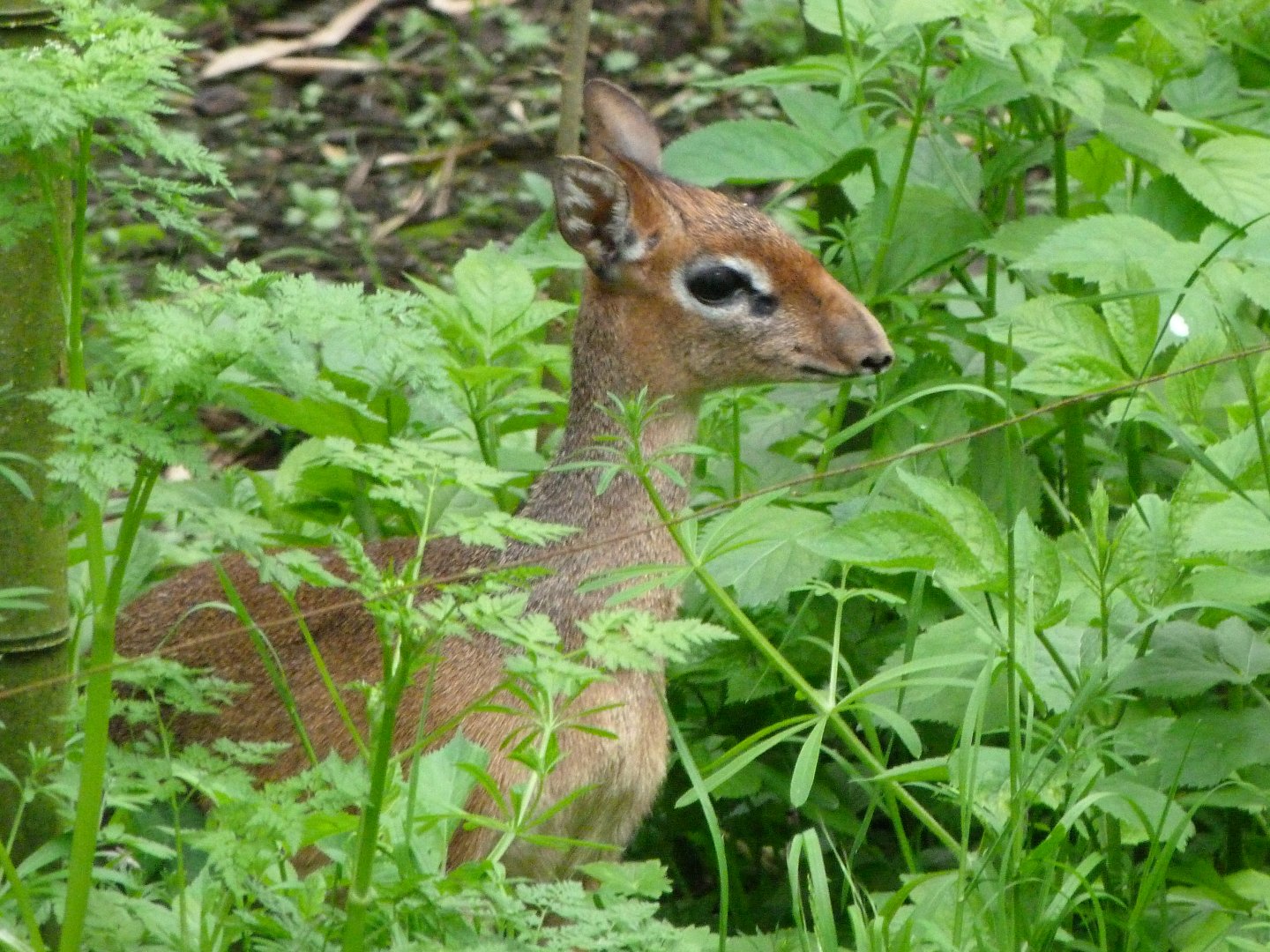 Kirk's dik-dik -Bioparc de Doué la Fontaine (2025)