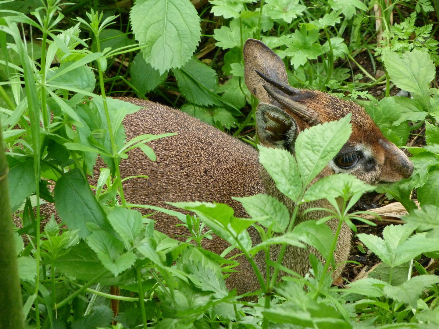 Kirk's dik-dik -Bioparc de Doué la Fontaine (2025)