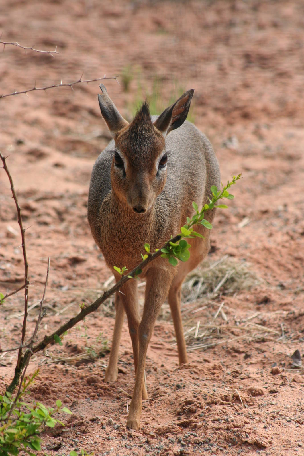 Kirk's Dik Dik @ Chester  05.06.2010