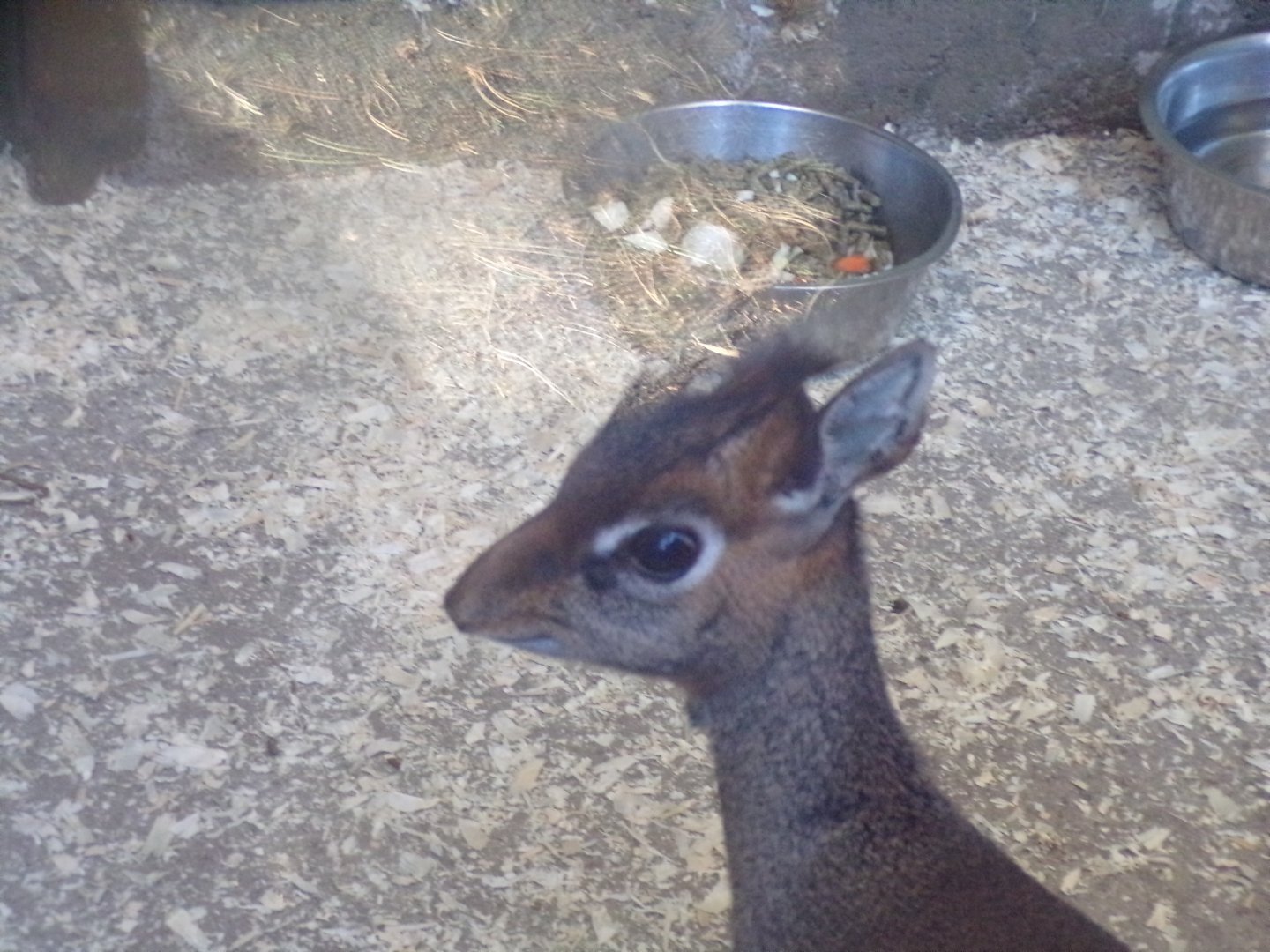 Kirk’s dik-dik close-up 1.1.24