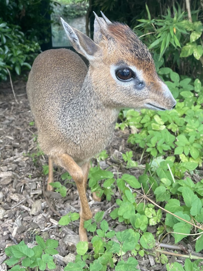 Kirk’s Dik-Dik Close up