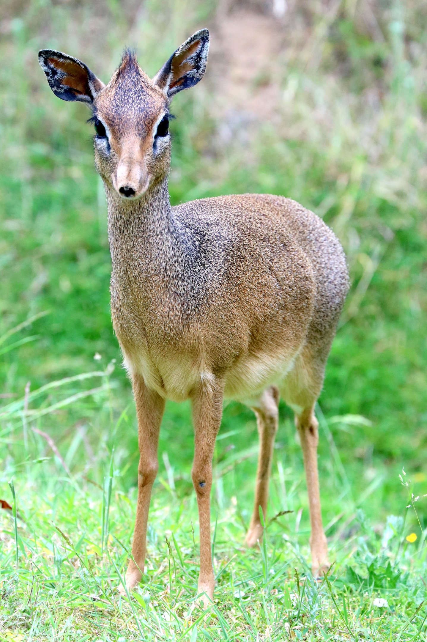 Kirk's dik-dik; Colchester; 16th June 2018