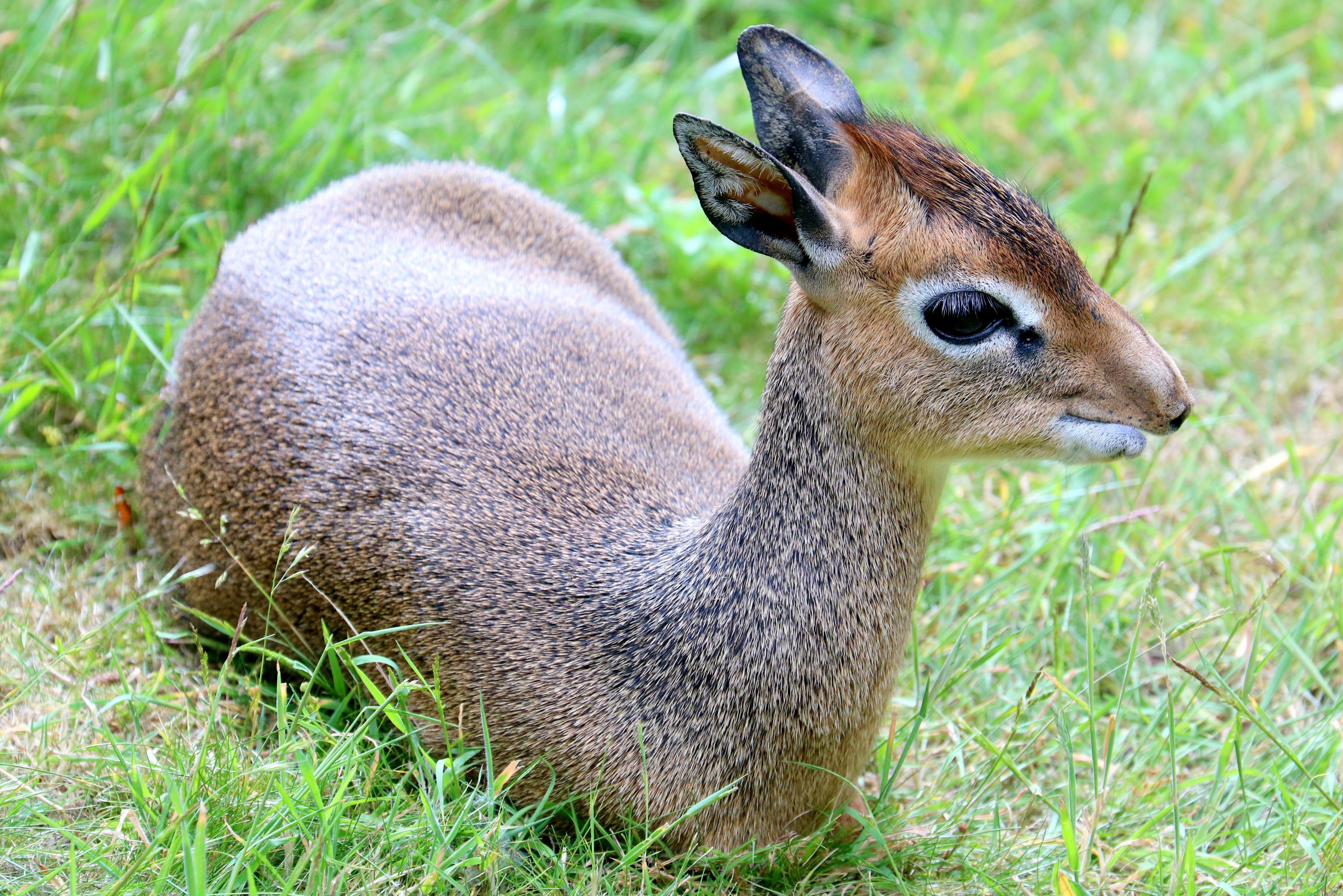Kirk's dik-dik; Colchester; 16th June 2018