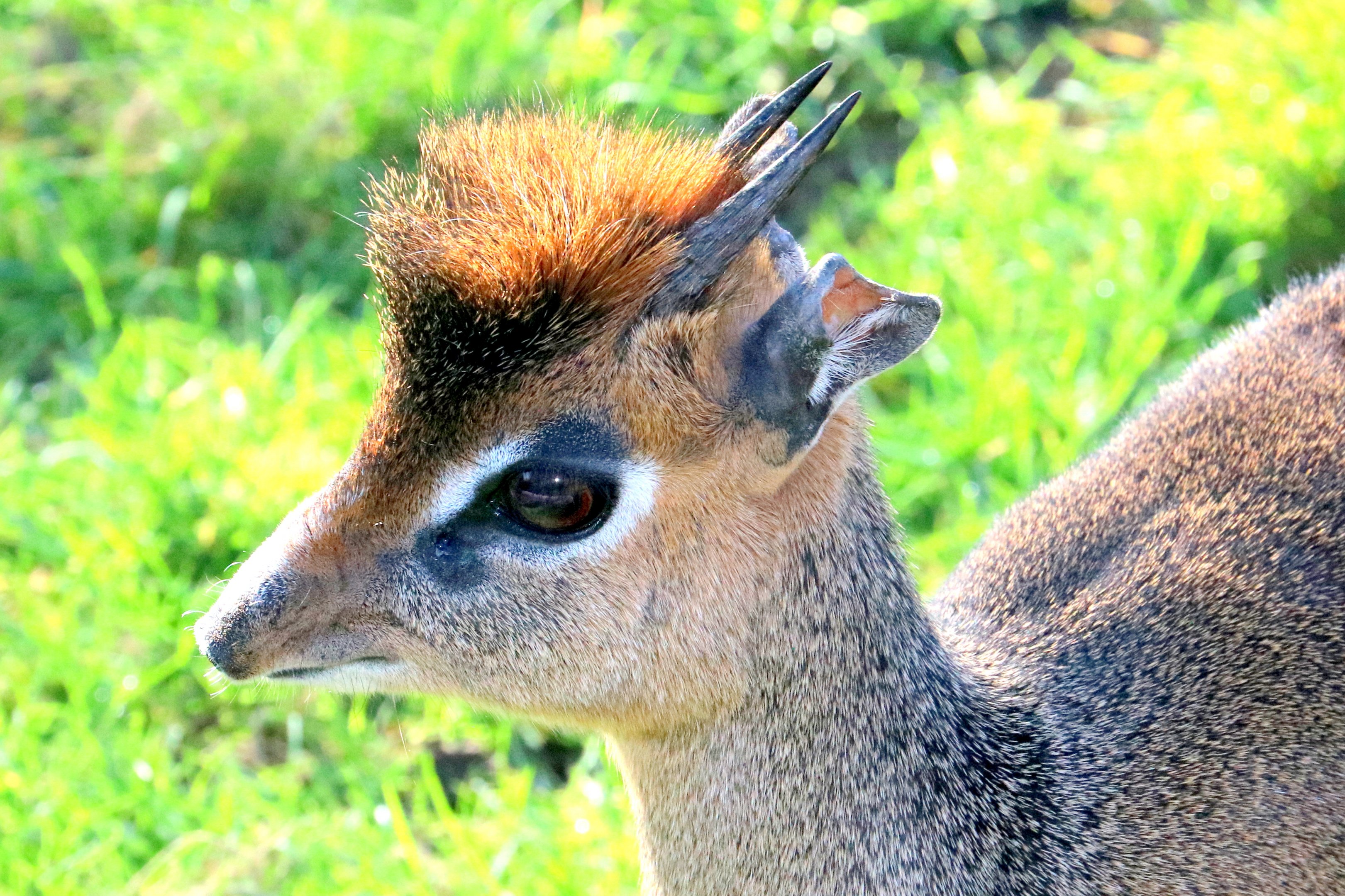 Kirk's dik-dik; Colchester; 17th February 2019