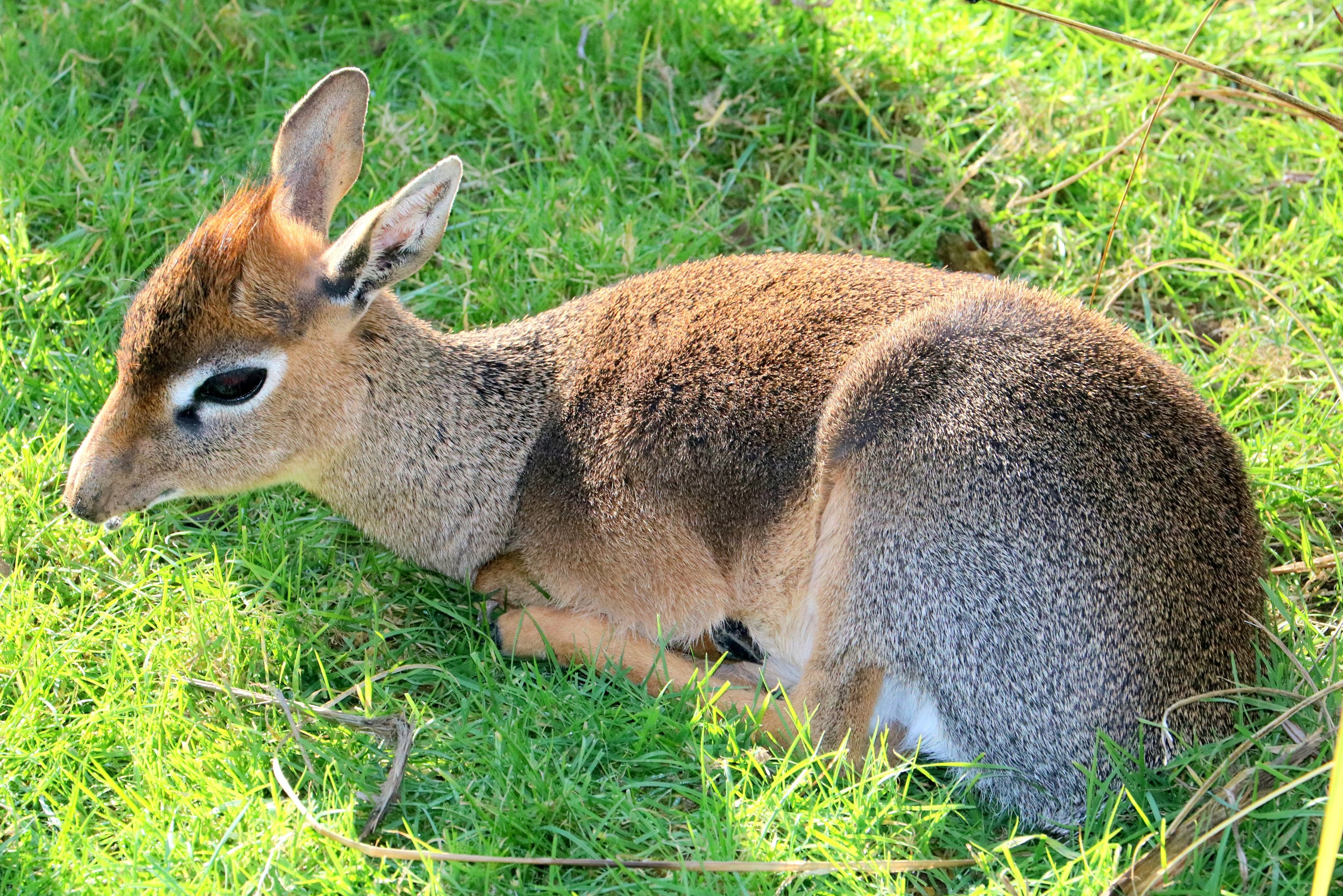 Kirk's dik-dik; Colchester; 17th February 2019