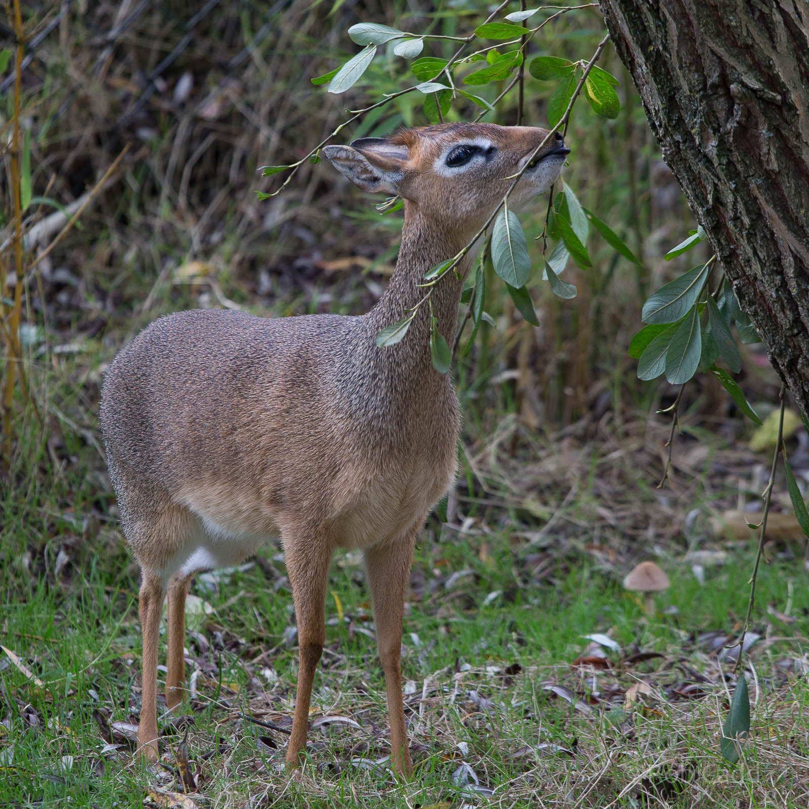 Kirks dik-dik : Colchester : 18 Oct 2014