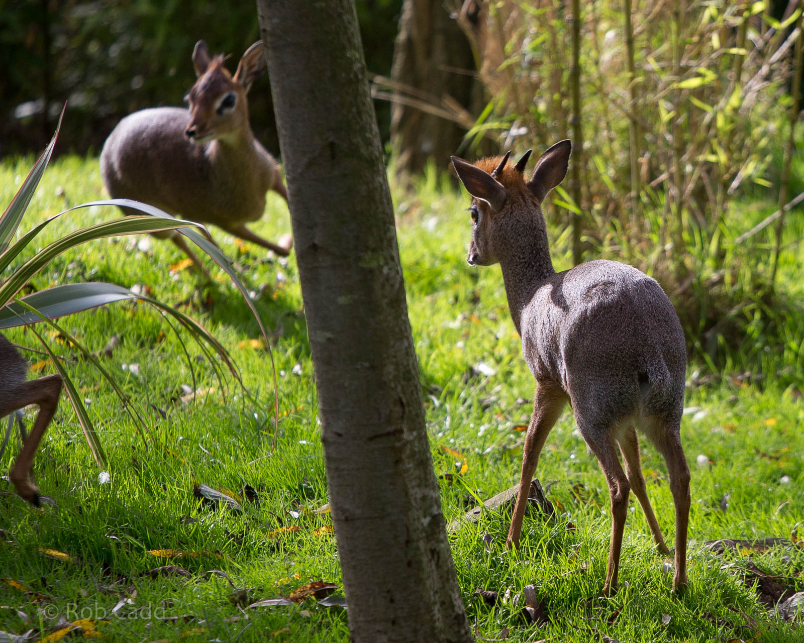 Kirks dik-dik : Colchester : 18 Oct 2014