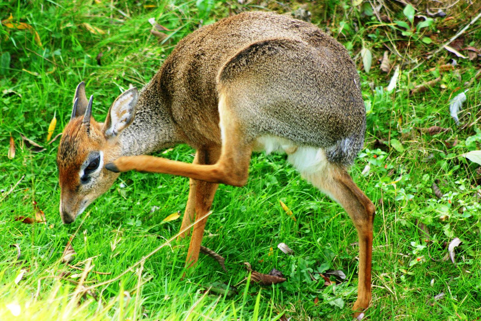 Kirk's dik-dik; Colchester; 1st October 2011