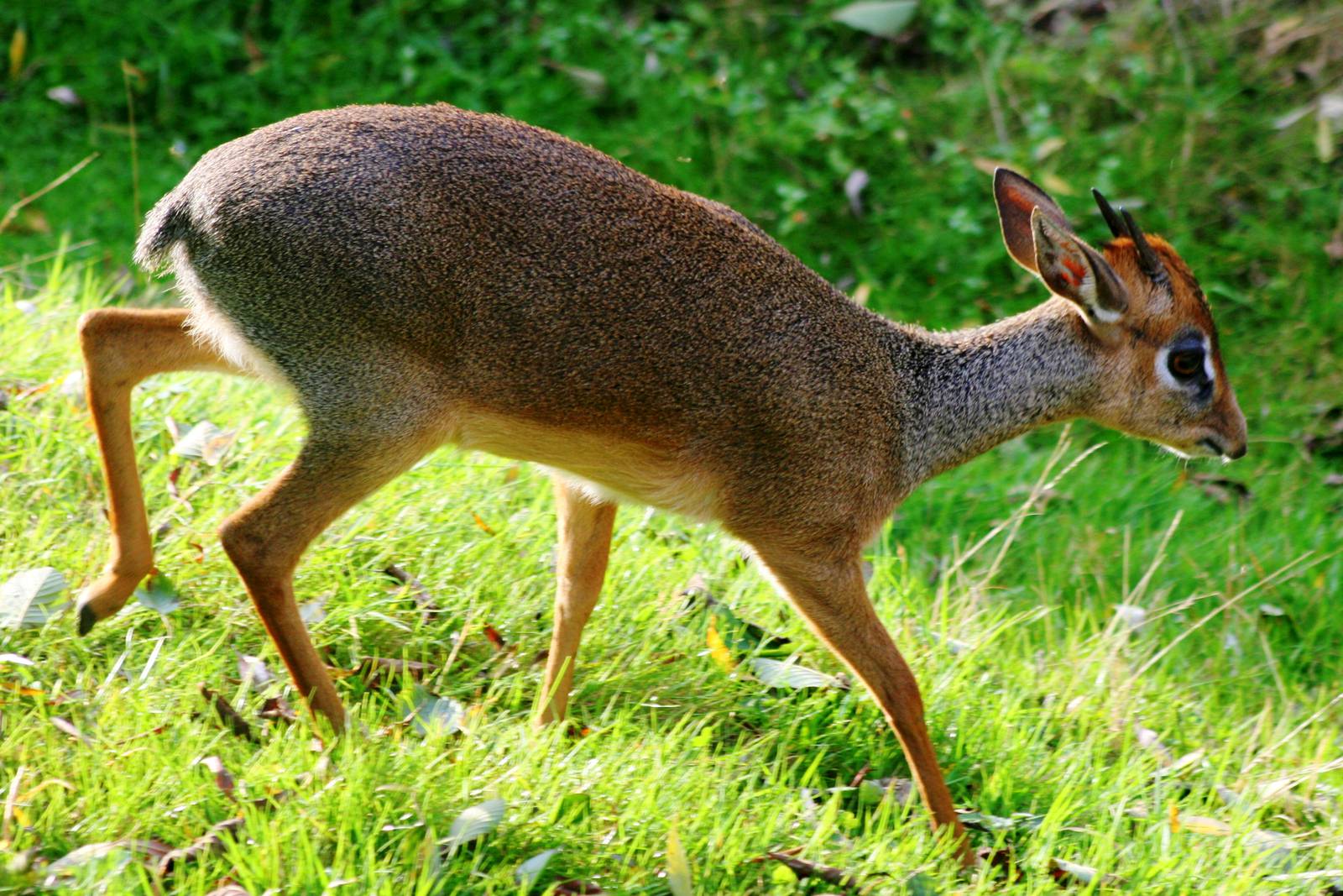 Kirk's dik-dik; Colchester; 1st October 2011