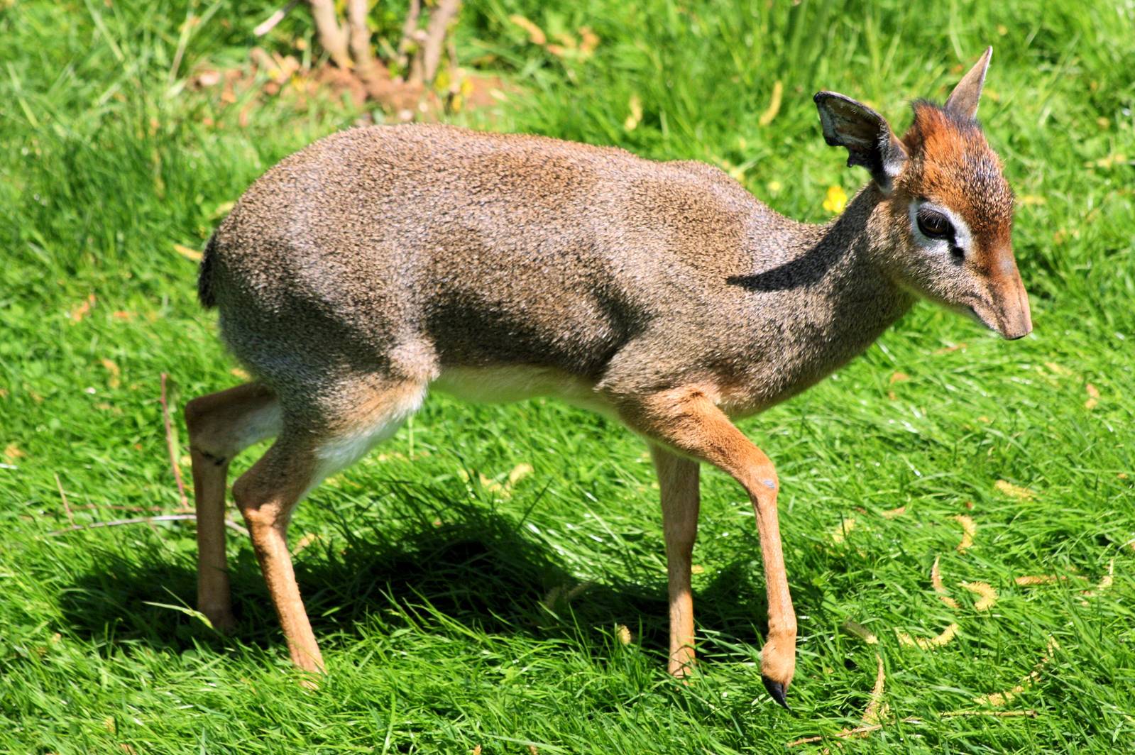 Kirk's dik-dik; Colchester; 25th May 2013