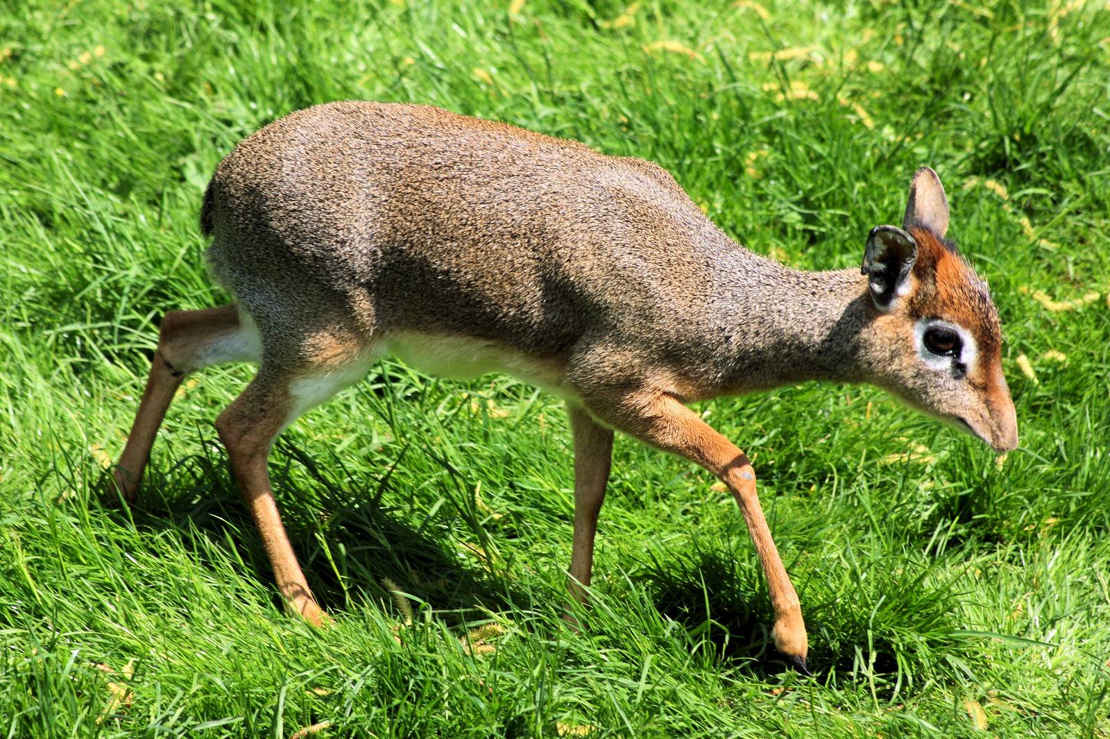 Kirk's dik-dik; Colchester; 25th May 2013