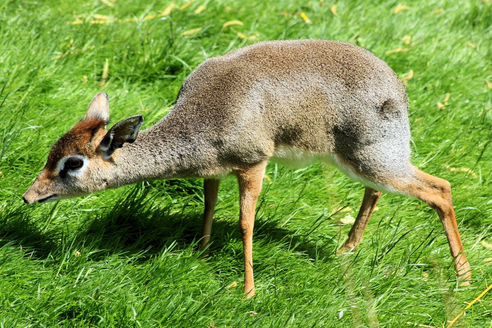 Kirk's dik-dik; Colchester; 25th May 2013