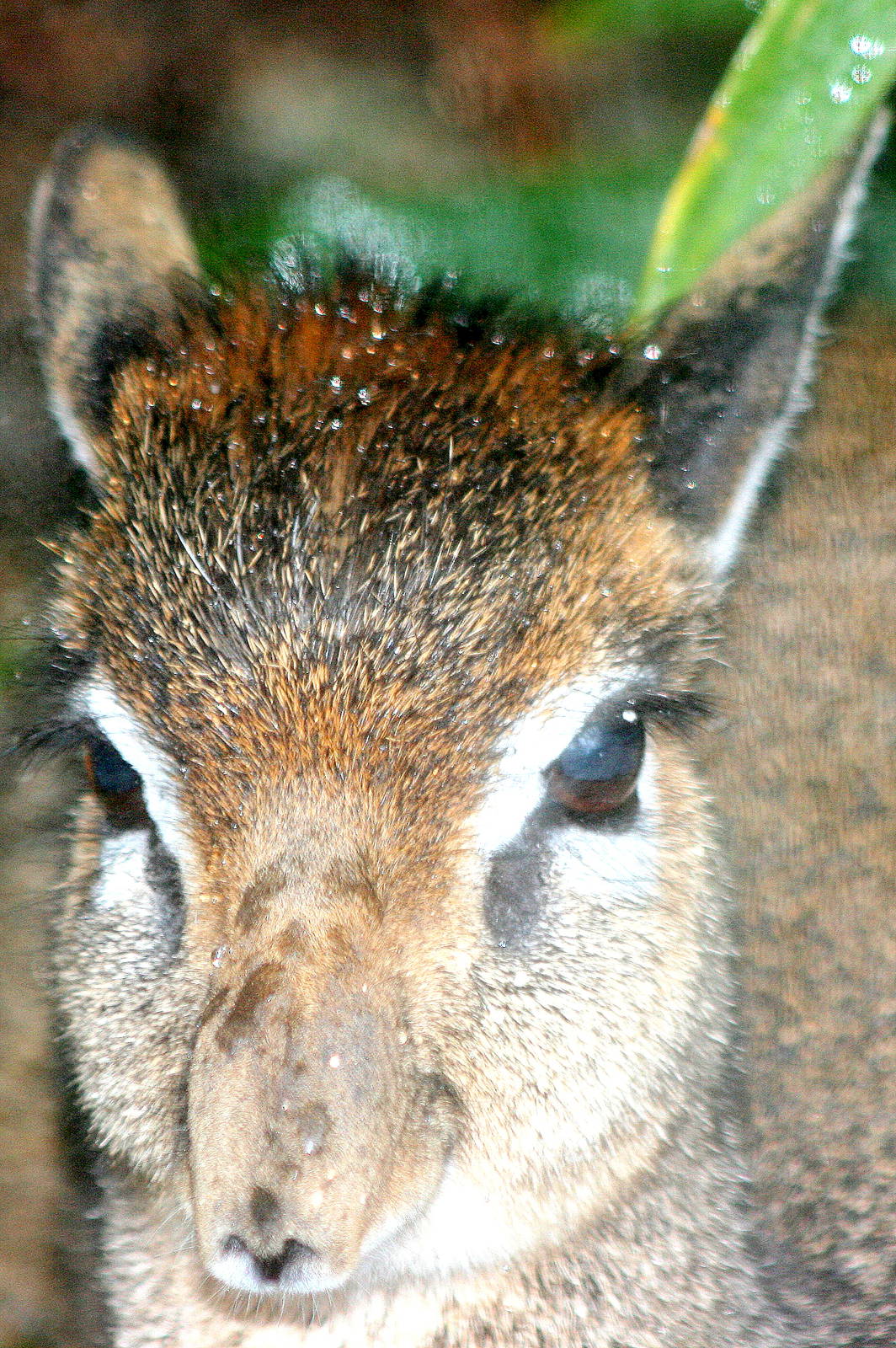 Kirk's dik-dik; Colchester; 27th February 2011