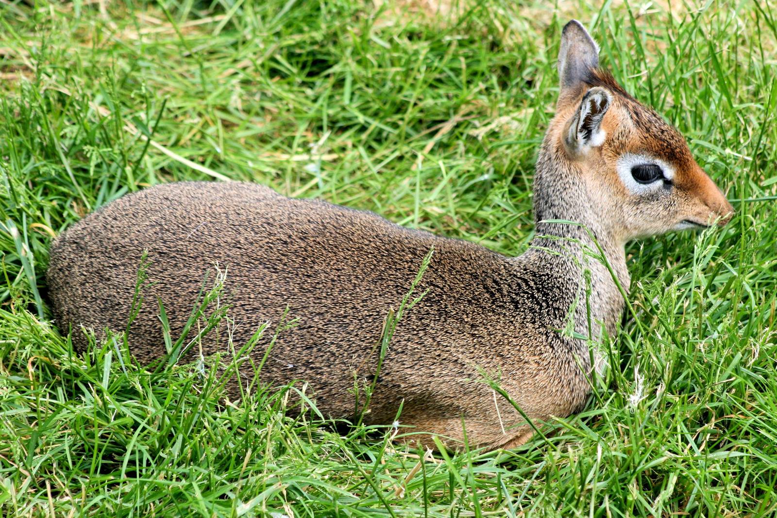 Kirk's dik-dik; Colchester; 30th May 2015