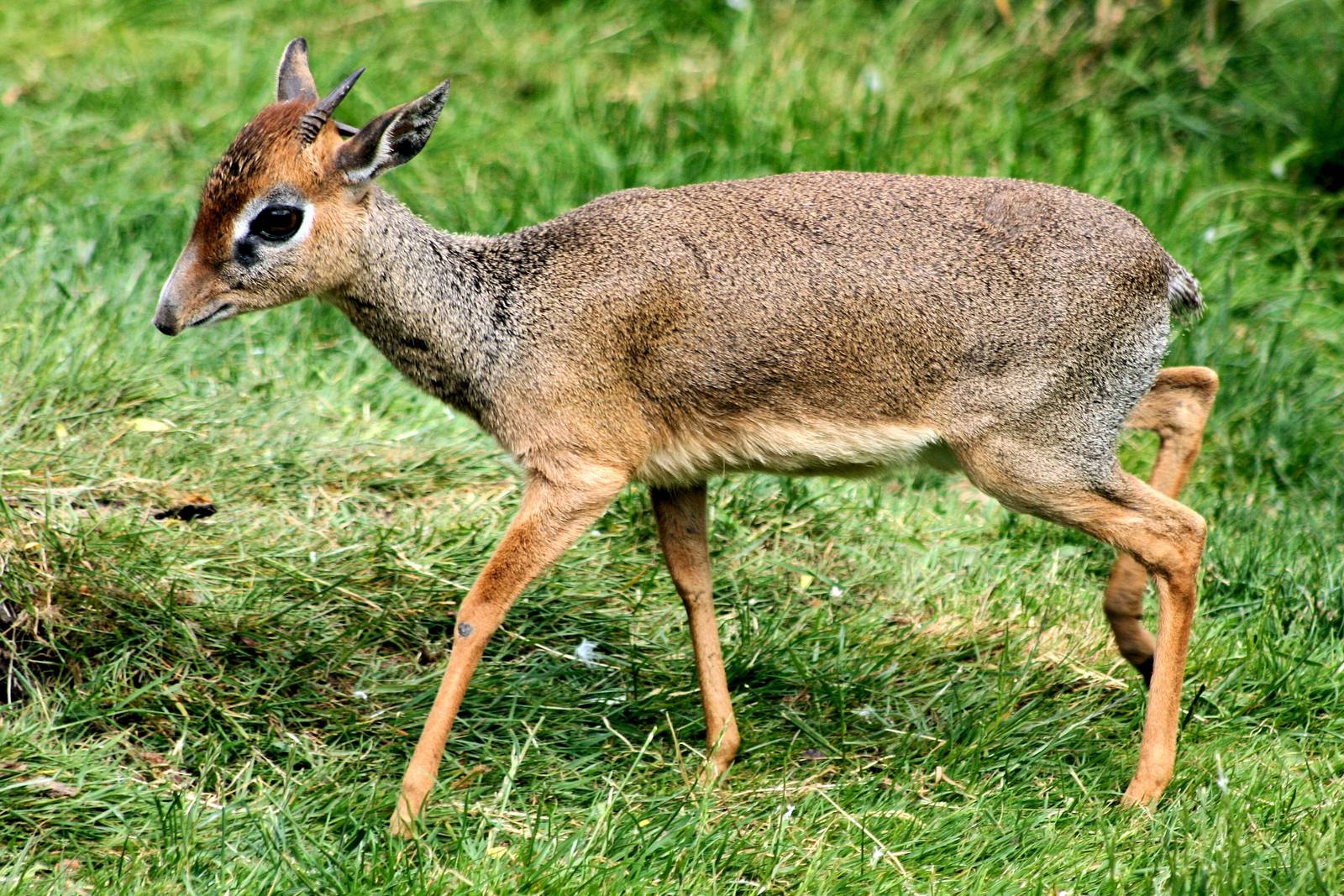 Kirk's dik-dik; Colchester; 30th May 2015