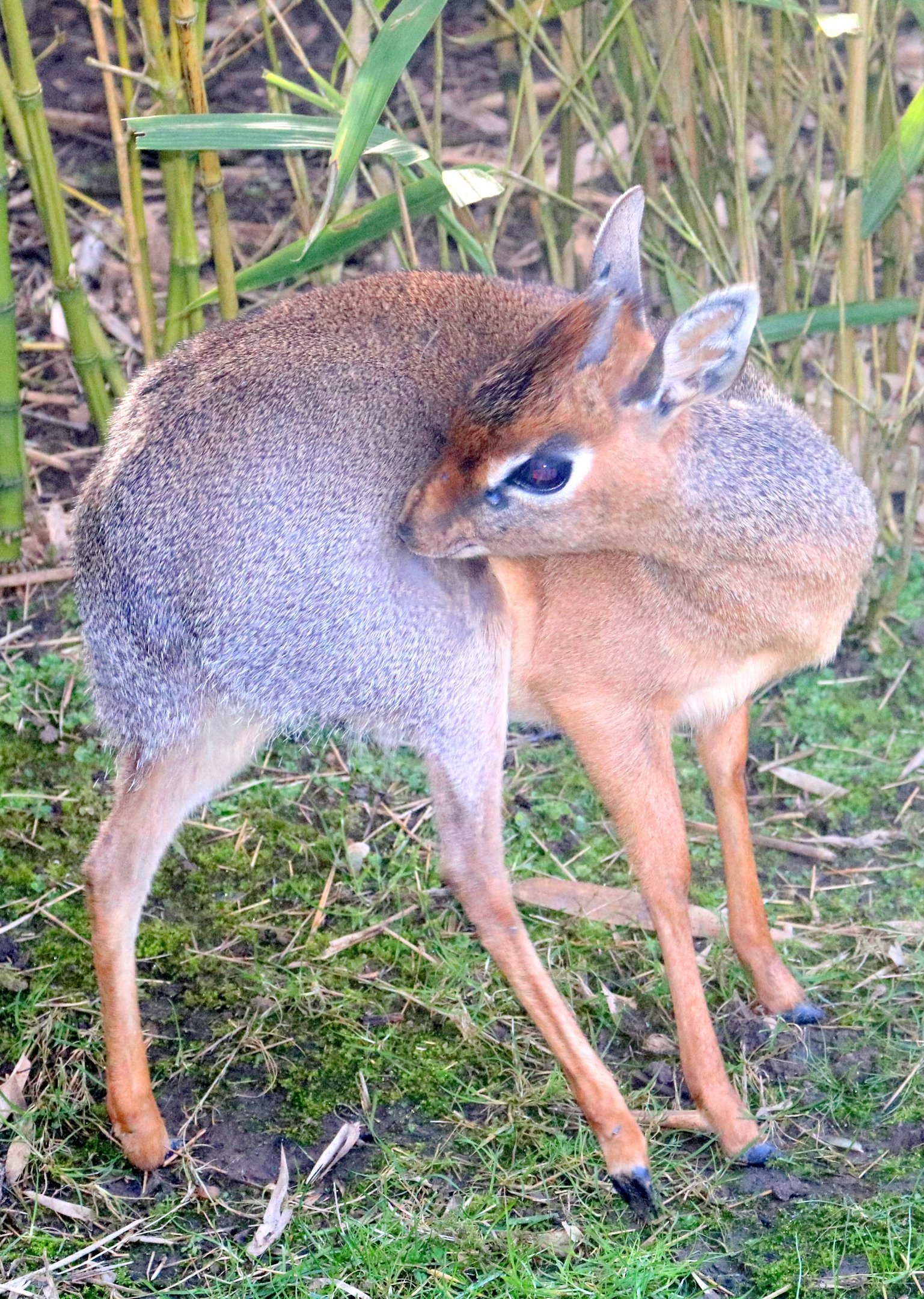 Kirk's dik-dik; Colchester; 7th February 2020