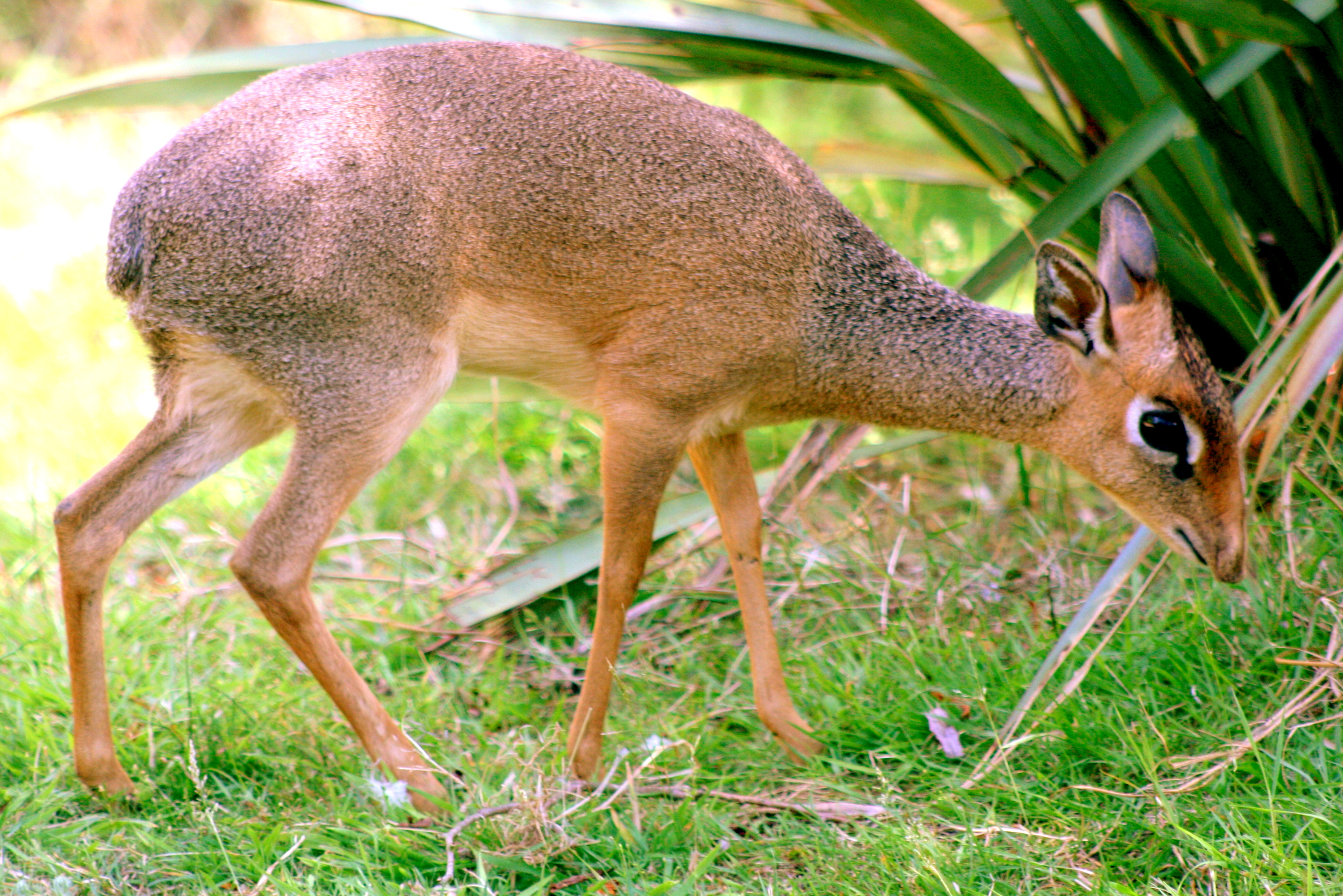Kirk's dik-dik; Colchester; 8th July 2017