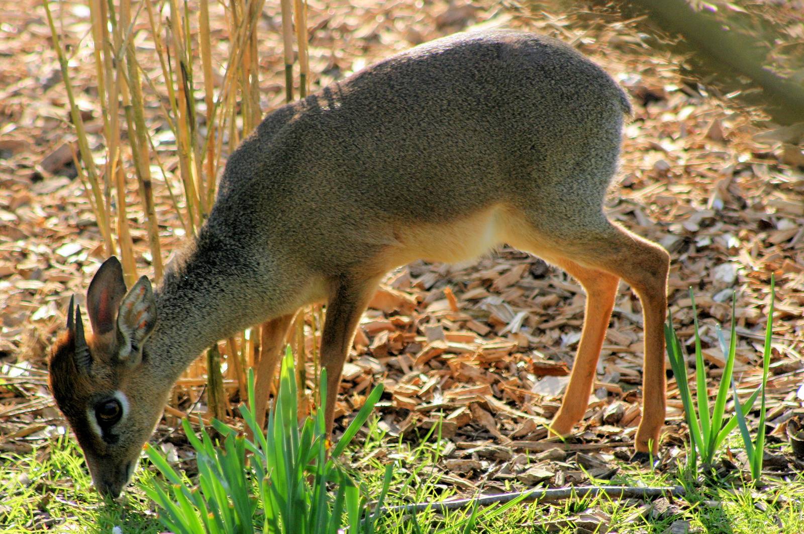 Kirk's dik-dik; Colchester; 9th March 2014
