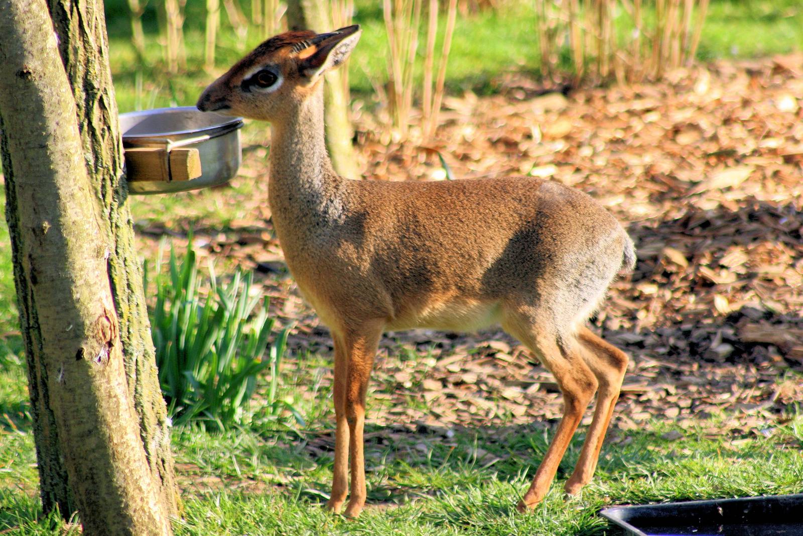 Kirk's dik-dik; Colchester; 9th March 2014