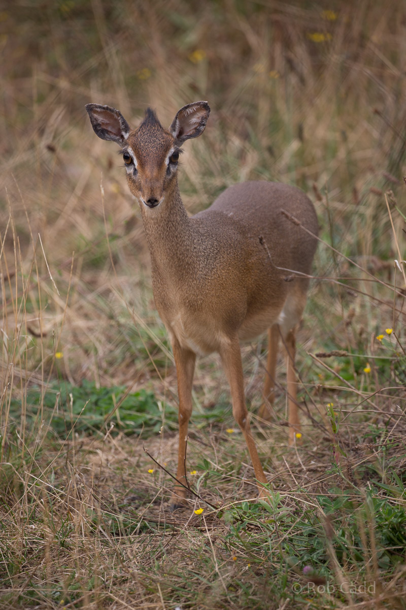 Kirks dik-dik : Cotswold WP : 14 Aug 2016