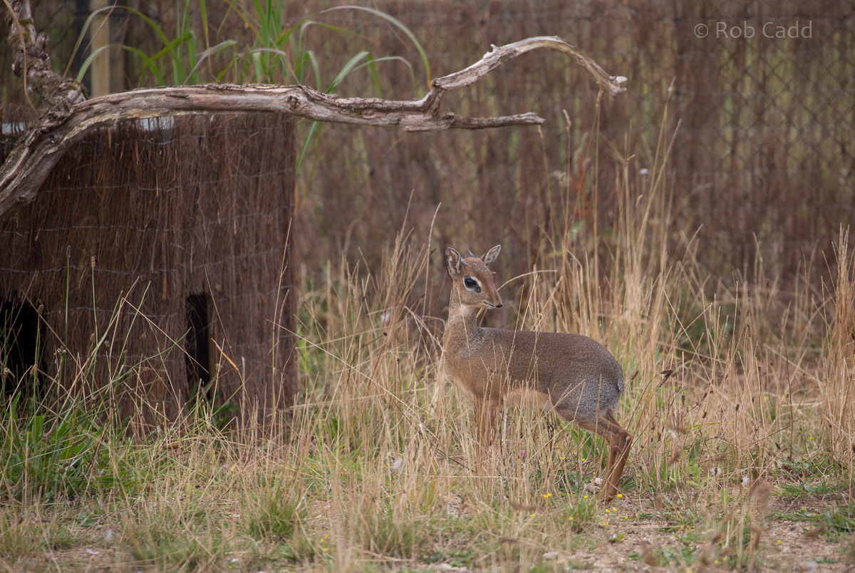 Kirks dik-dik : Cotswold WP : 14 Aug 2016