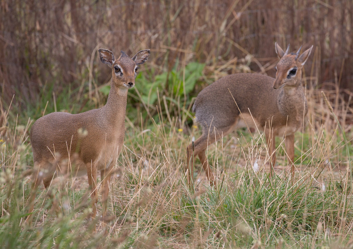 Kirks dik-dik : Cotswold WP : 14 Aug 2016