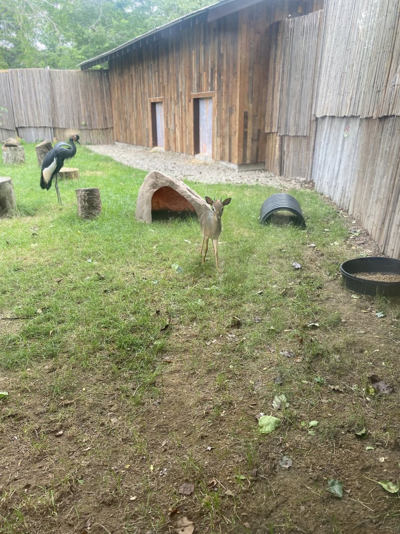 Kirk’s Dik Dik & Crowned Crane - Roger Williams Park Zoo
