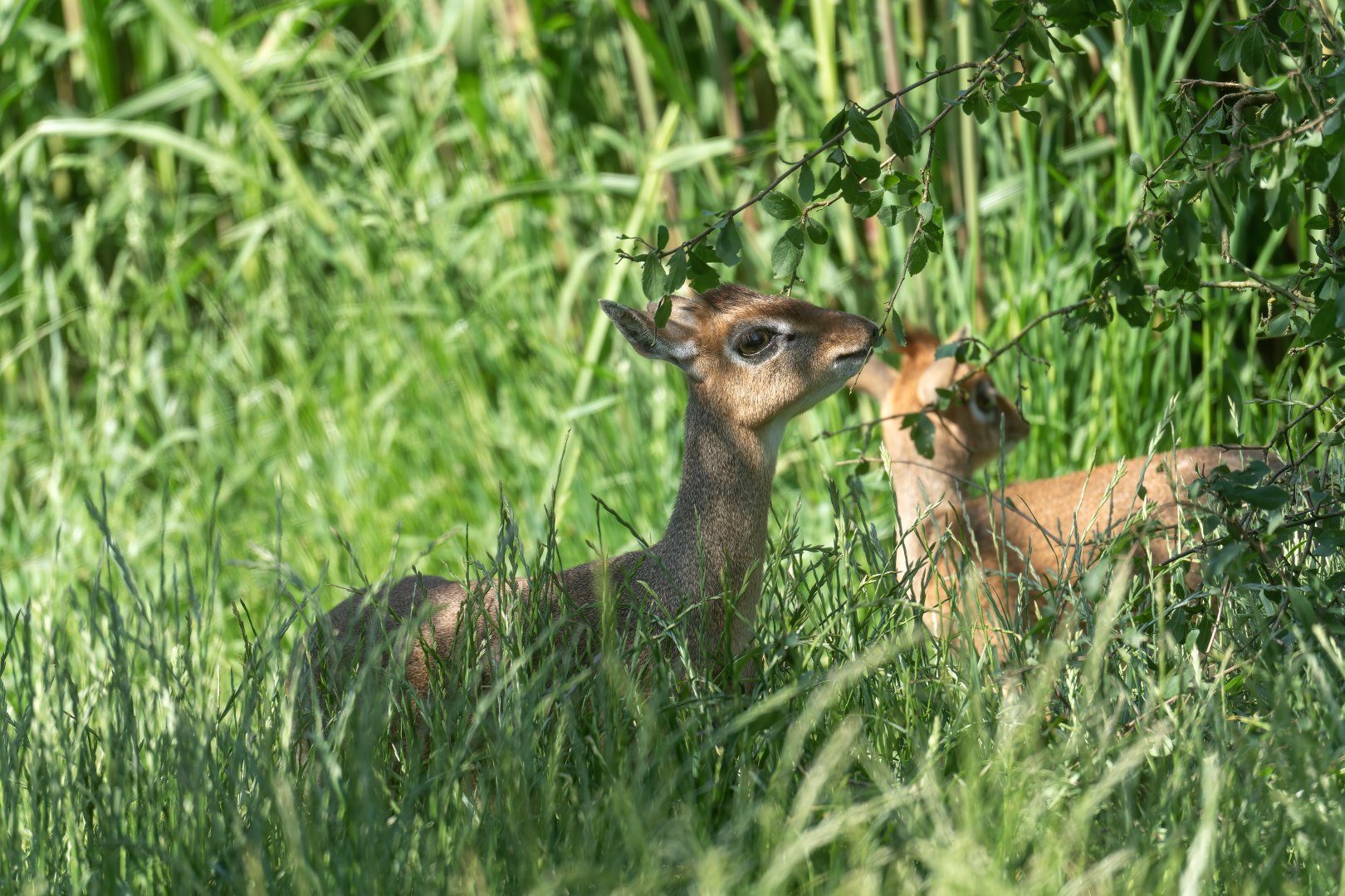 Kirk's Dik-Dik, CWP, UK