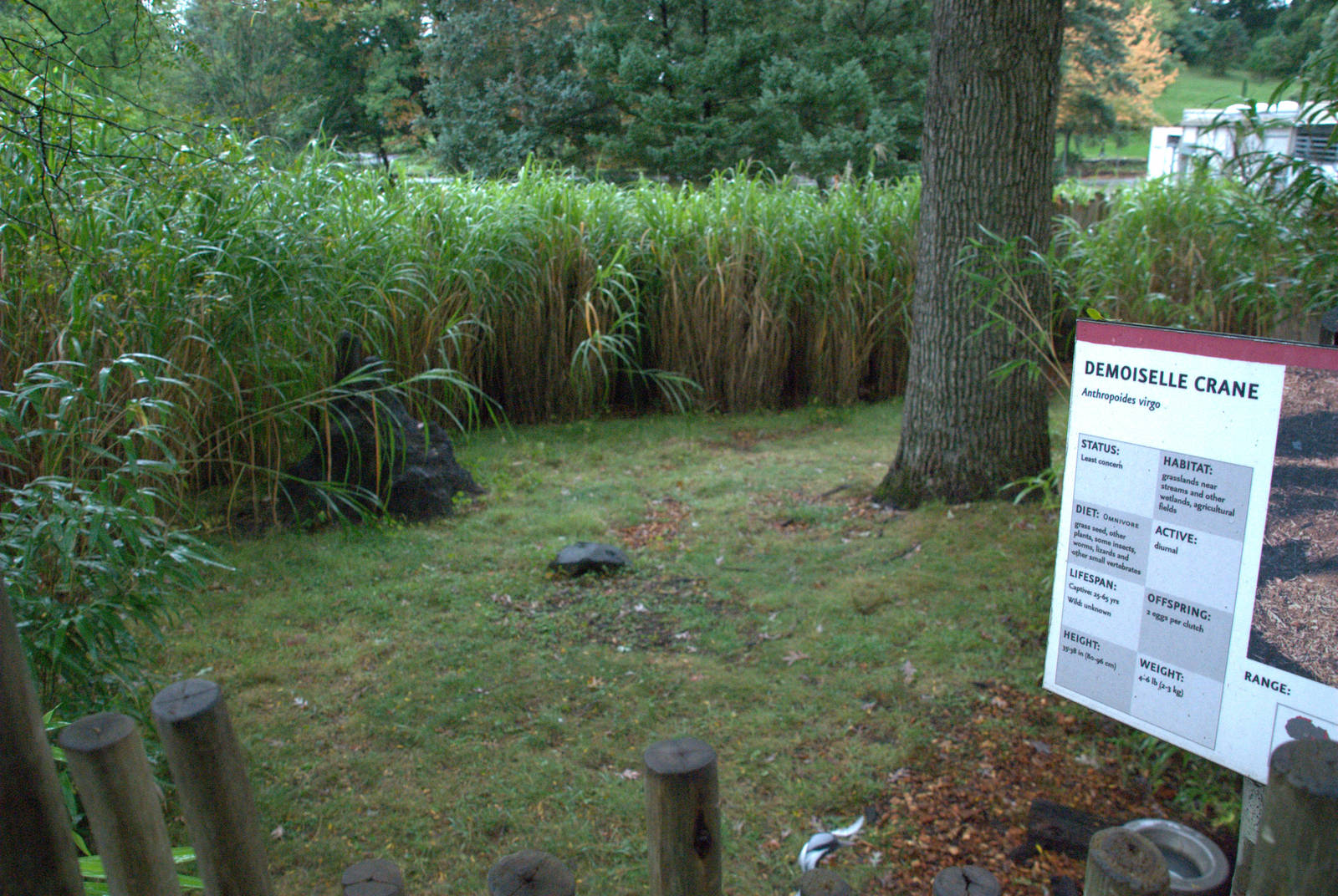 Kirks Dik-dik/Demoiselle crane enclosure