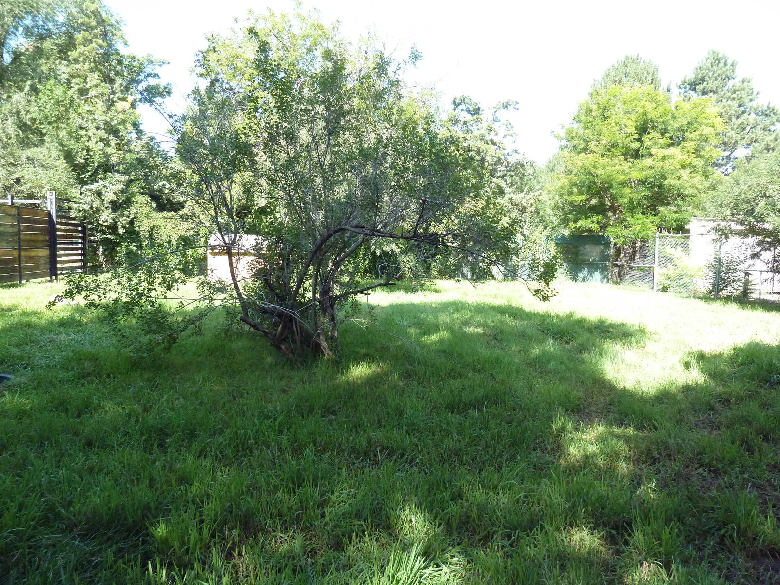 Kirk's Dik-Dik/East African Crowned Crane Exhibit