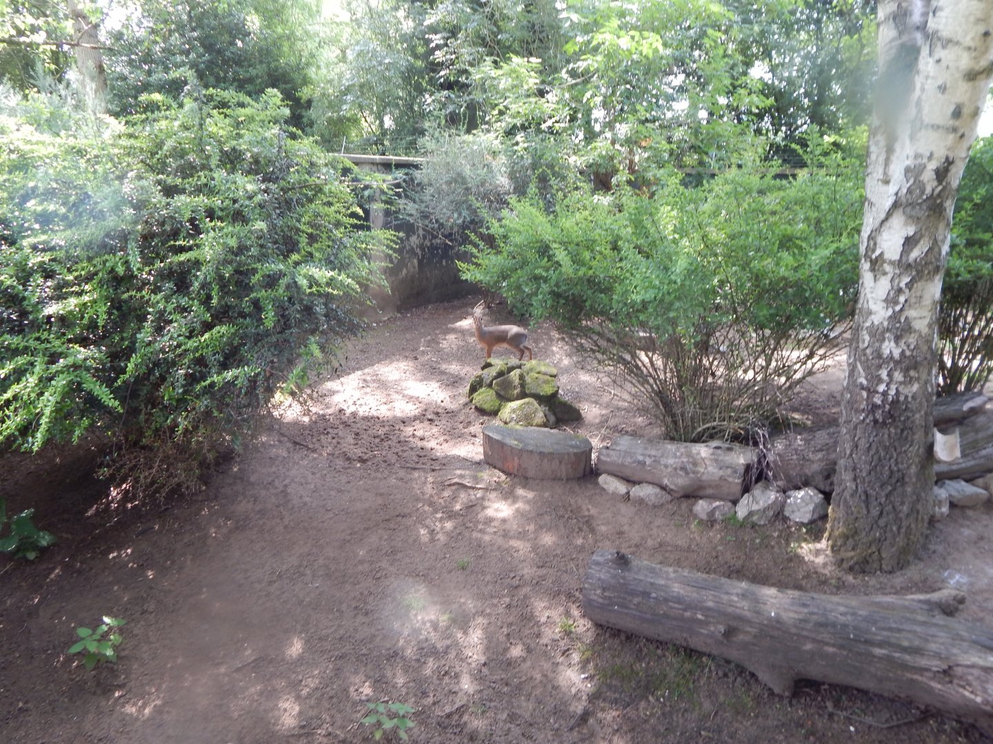 Kirk's dik-dik enclosure 020721