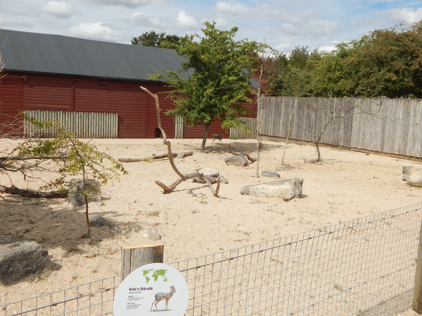 Kirk's dik-dik enclosure 040822