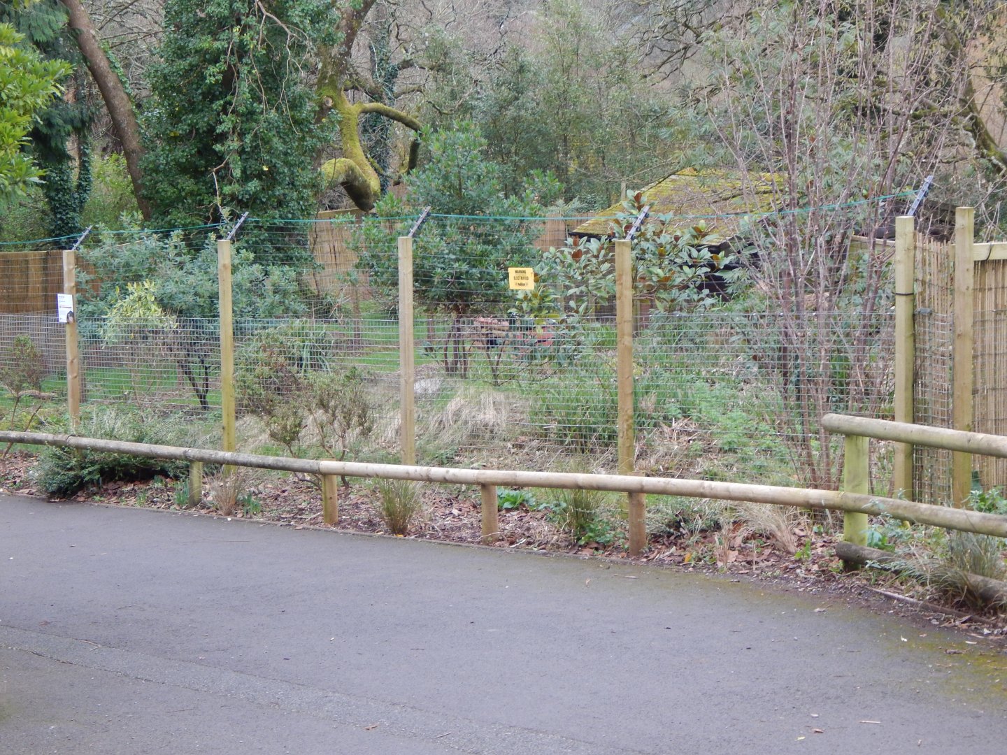 Kirk's dik-dik enclosure 050224