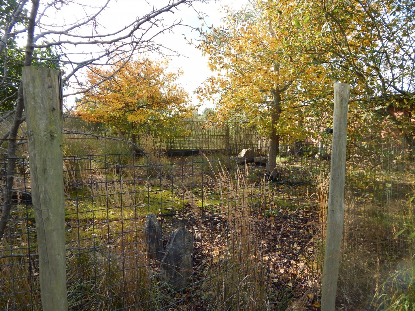 Kirk's dik-dik enclosure 071020