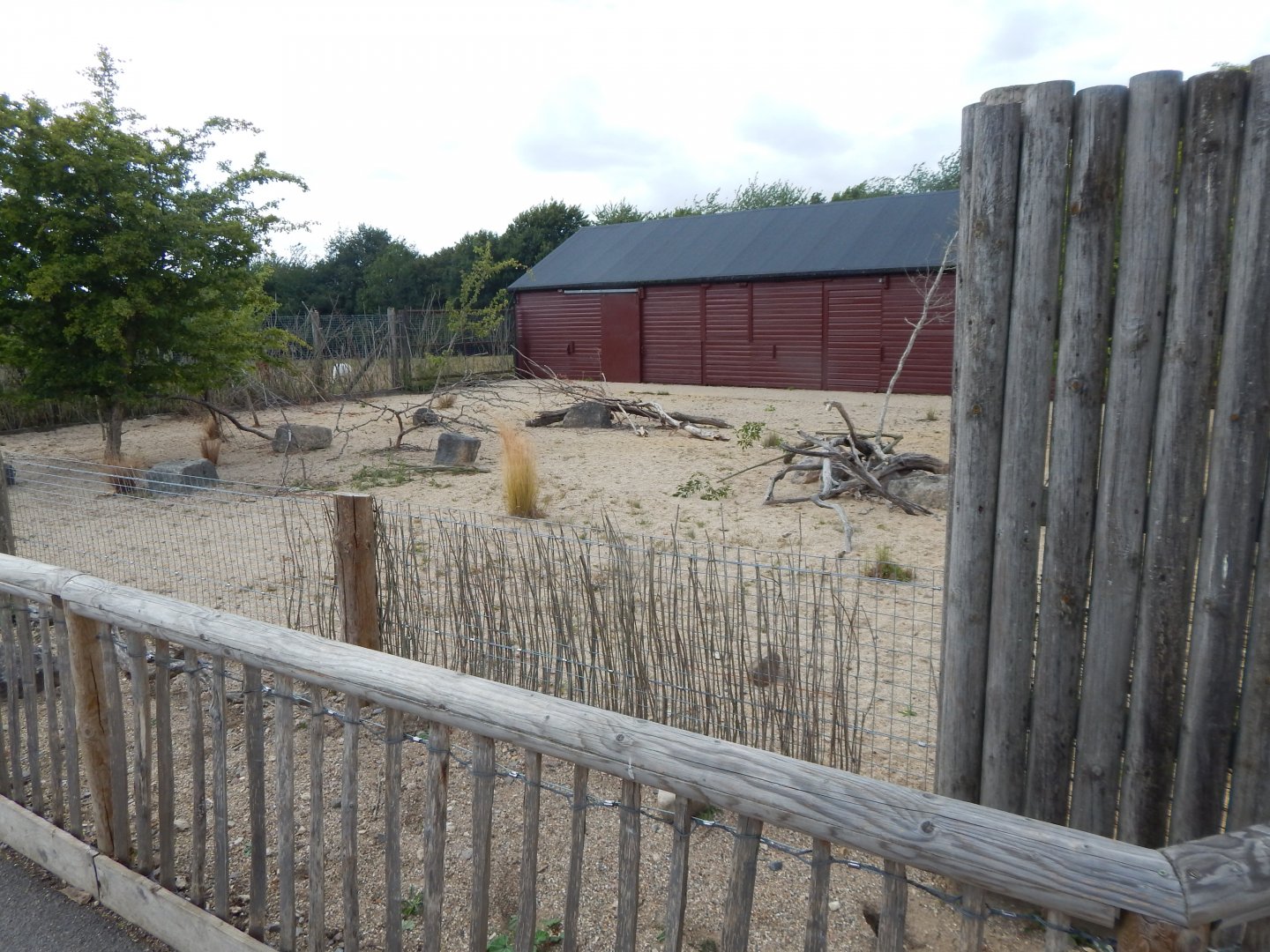 Kirk's dik-dik enclosure 150725