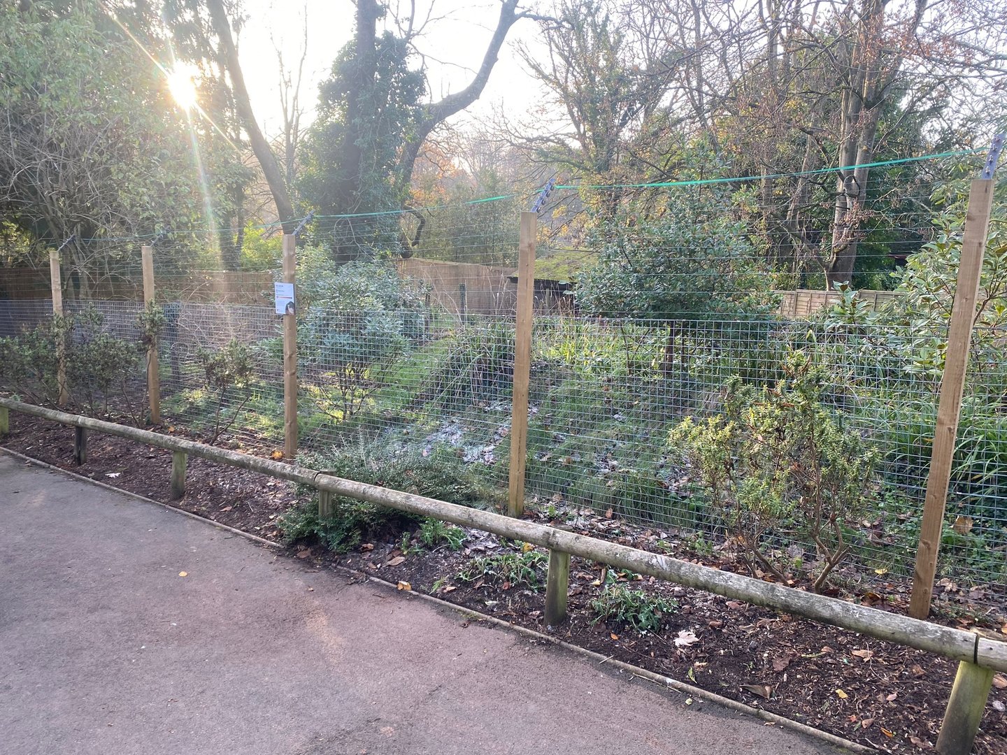 Kirk’s dik-dik enclosure 161222