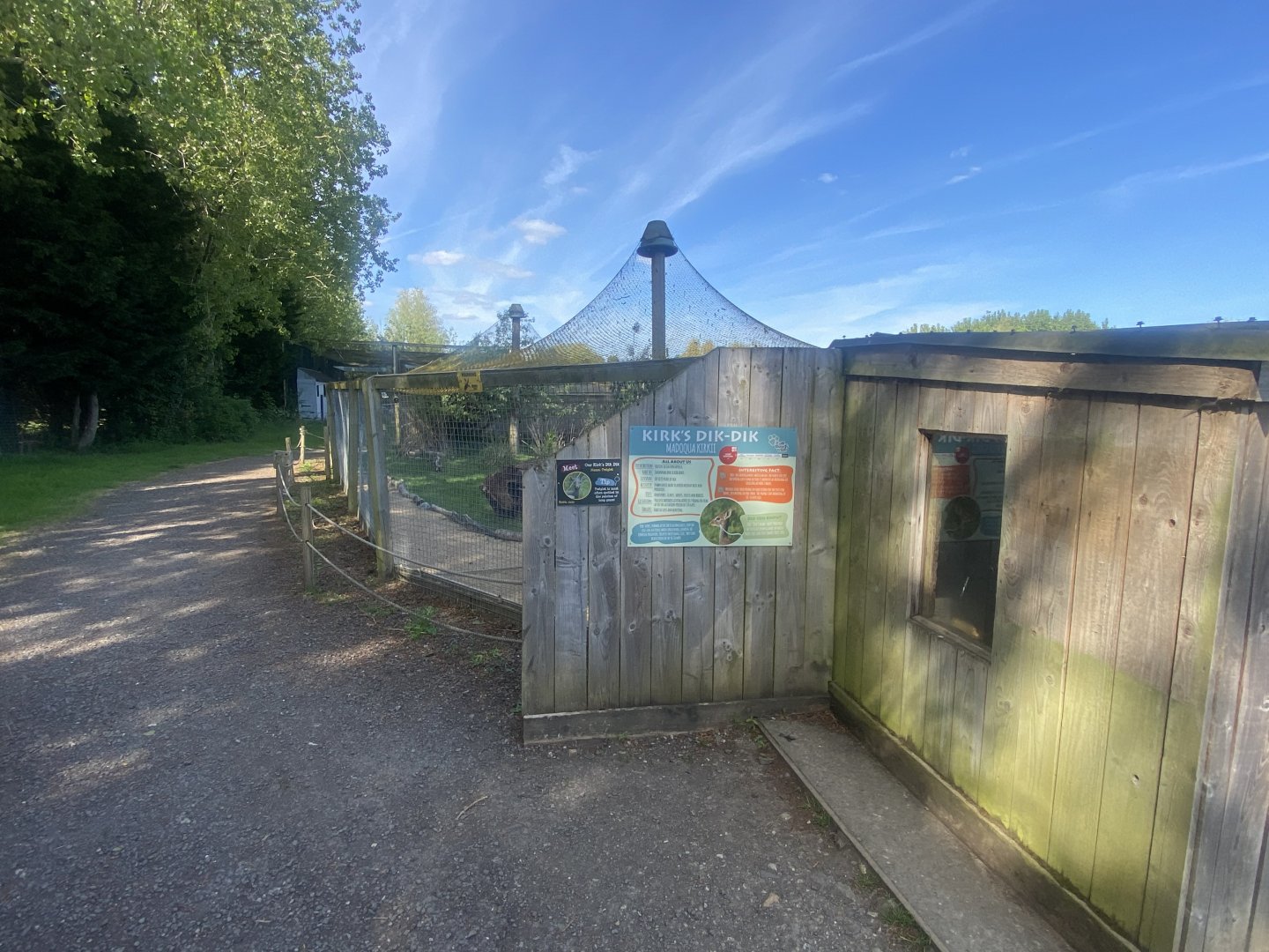 Kirk’s dik-dik enclosure 280425
